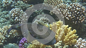 large spot fin porcupinefishÂ hovers in the red sea